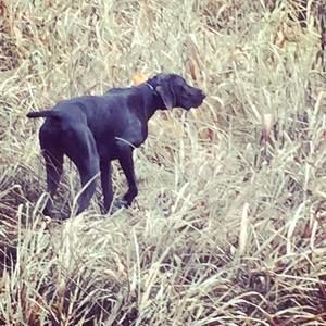 Meet your Posher, Nick